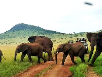 12-Day High-End Jeep Safari in Nairobi and Laikipia County
