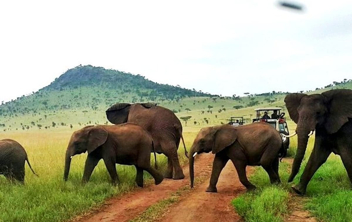 12-Days Best of Kenya Wildlife Jeep Safari – High End