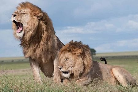 Nairobi National Park Safari & Beads Center Guided Tour Experience