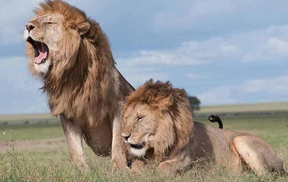 Nairobi National Park Game Drive and Beads Center Guided Tour