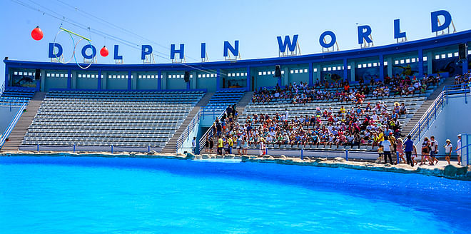 1-Hour Dolphin Show in Hurghada