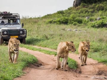 4-Day Masai Mara and Lake Naivasha Safari Tour in Kenya