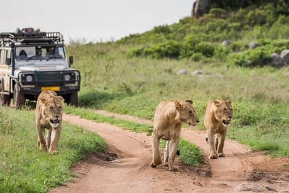 4-Day Masai Mara and Lake Naivasha 4 X 4 Land Cruiser Safari – High End