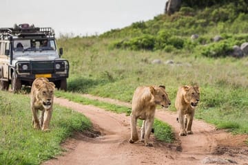 4-Day Masai Mara and Lake Naivasha Safari Tour in Kenya