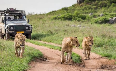 4-Day Masai Mara and Lake Naivasha Safari Tour in Kenya
