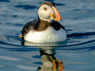 Reykjavík Premium Puffin Watching, photo 18
