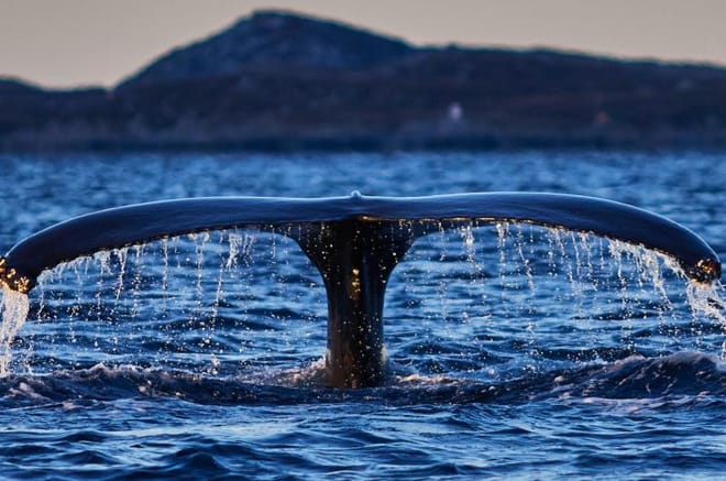 Whalesafari | Arctic Queen