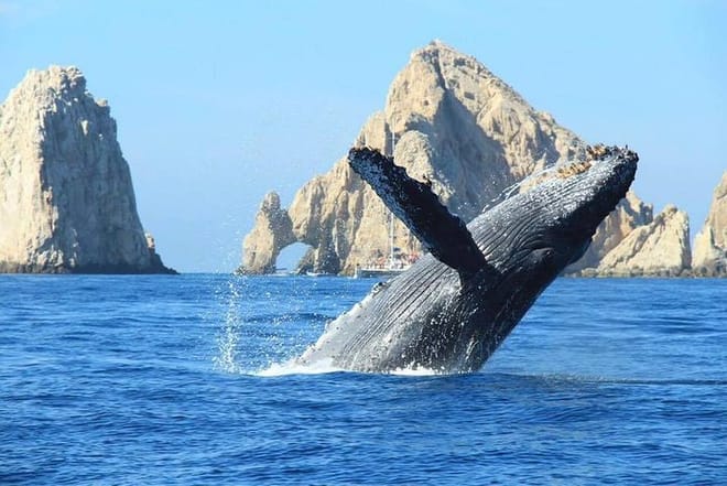 Whale Concert Discovery in Los Cabos photo 6