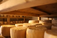 White gold from milk - visit to a typical Santa Caterina cheese dairy 1