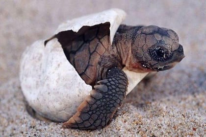 7 Nights Private Tour Of Sri Lanka