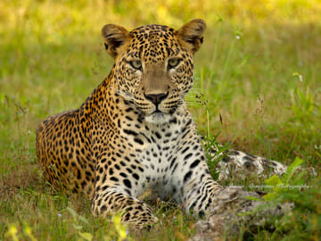 Wilpattu National Park Safari Day Trip from Kandy