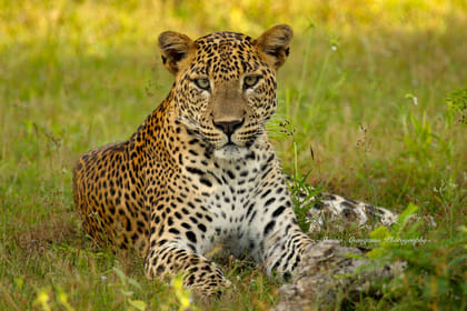 Wilpattu Safari Experience From Kandy