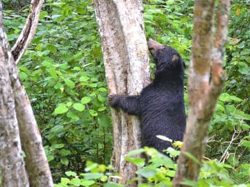 Yala-National-Park-Jeep-Safari-From-Benthota-and-Beruwala-2