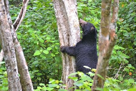 Wildlife Safari Adventure in Yala National Park from Benthota and Beruwala