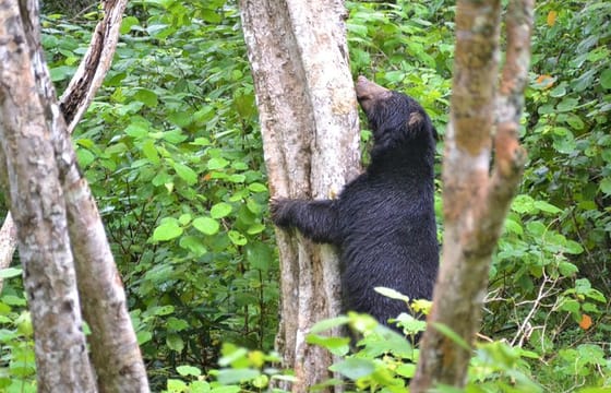 Yala National Park Jeep Safari From Benthota and Beruwala