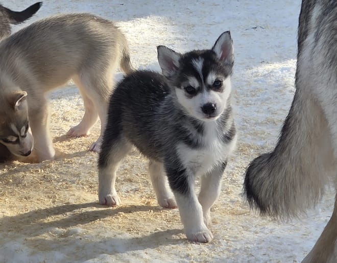 2 Hour Husky experience - 10km Husky Safari & Farm Visit photo 4