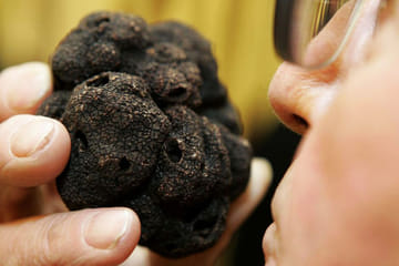 Truffle Hunting Experience in Poreč and Motovun, Croatia