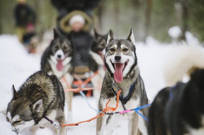 Become A Husky Musher in Lapland photo 3