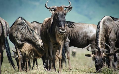 Overnight Safari to Tsavo East National Park from Mombasa/Diani