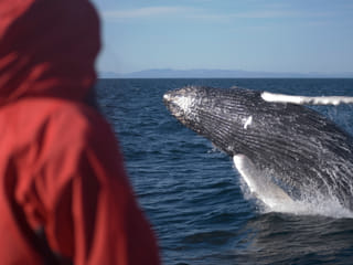 Goðafoss Waterfall & Whale Watching Tour from Akureyri, photo 6
