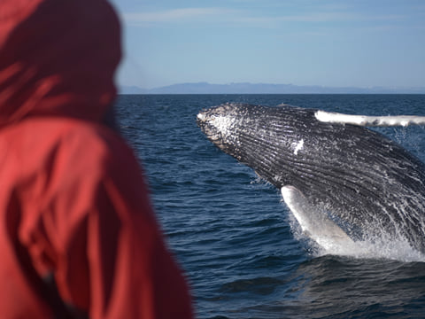 Goðafoss Waterfall & Whale Watching Tour from Akureyri, photo 6