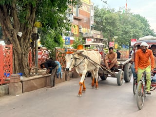 Old Delhi Walking Tour Afternoon with one Riksha Ride - 6 KM