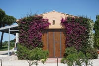 Exclusive Private Bolgheri Experience from Florence: The Land of the Super Tuscan 9