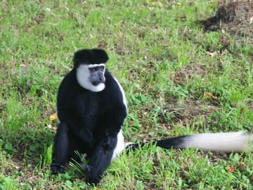 12 Days wildebeest migration Masai Mara Nakuru Uganda gorilla trekking safari