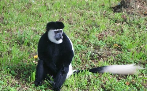 12 Days wildebeest migration Masai Mara Nakuru Uganda gorilla trekking safari