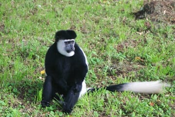 12 Days wildebeest migration Masai Mara Nakuru Uganda gorilla trekking safari