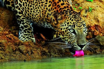 Wilpattu National Park Jeep Safari and Anuradhapura Tour