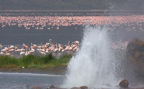 2-Day Guided Flamingo Tour to Lake Bogoria and Lake Nakuru