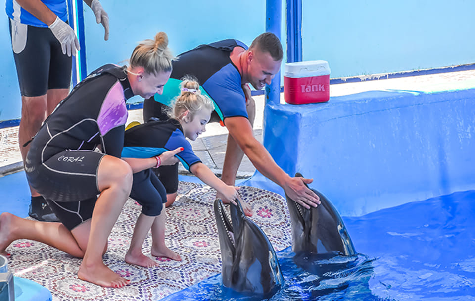Dolphin Show and Semi-Submarine Tour at Makadi Beach, Hurghada