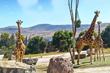 Africam Safari Tour from Puebla