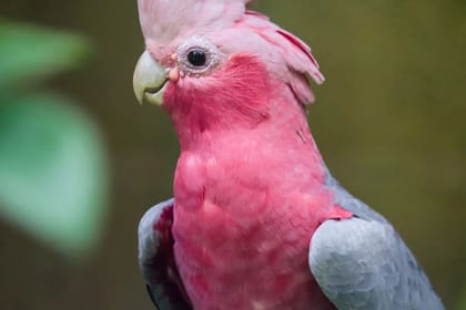 Bali Bird Park Admission Ticket for Birdwatching Experience