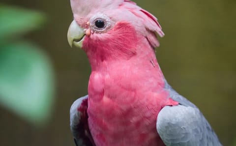 Bali Bird Park Admission Ticket for Birdwatching Experience