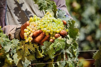 Full Day Boutique Winery and Wine Tasting Tour from Fez to Meknes