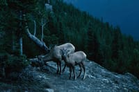 Wildlife