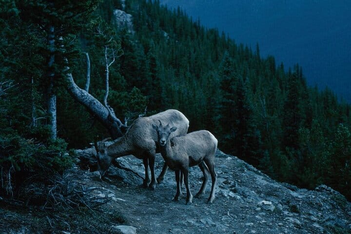 Wildlife