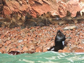 Ballestas Islands