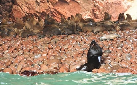 Ballestas Islands and Paracas National Reserve Day Trip from Paracas