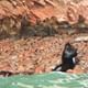 Ballestas Islands