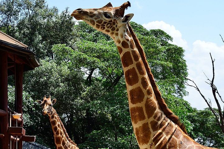 Private Guided Tour to Giraffe Center in Nairobi – Close Encounters with Rothschild Giraffes