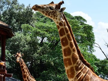 Half-Day Guided Tour of the Giraffe Center from Nairobi