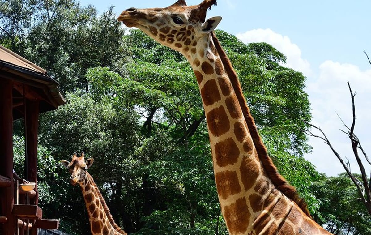 Private Tour: Giraffe Center Half-Day Guided Tour from Nairobi