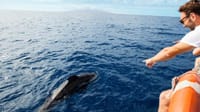 Whale Watching Catamaran in Costa Adeje 10