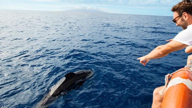 Whale Watching Catamaran in Costa Adeje 10
