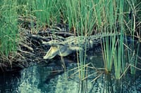 Black River Safari Tour