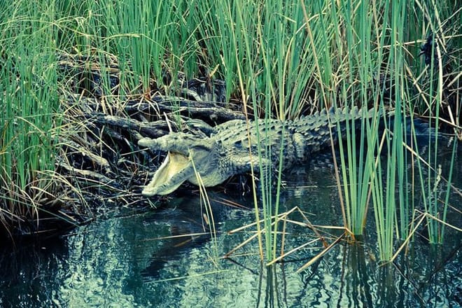 Black River Safari Tour