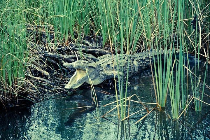 Black River Safari Tour
